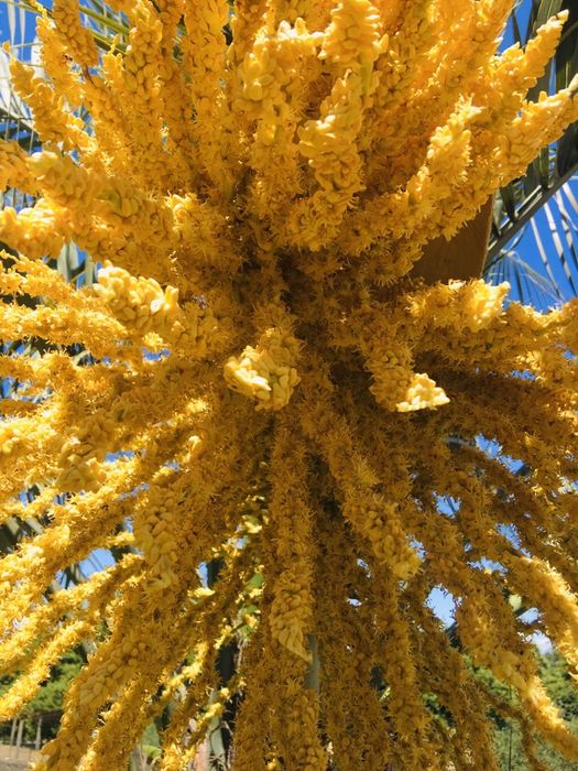 Palmeira Butiá - Sementes