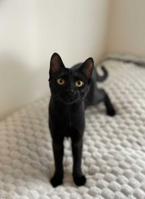 Setúbal / Margem Sul / Lisboa — JET, gatinha para adoção