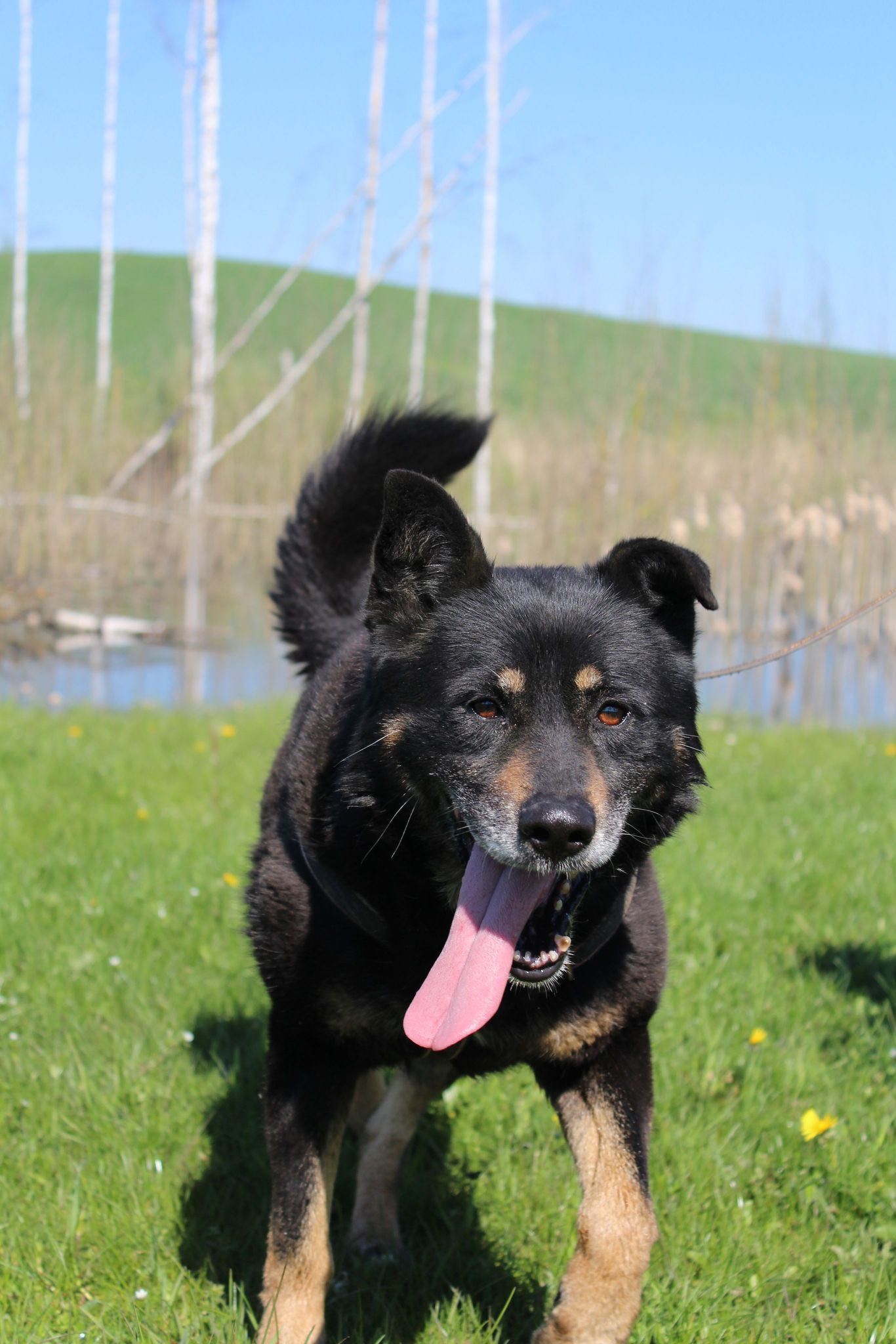 Berry - do adopcji