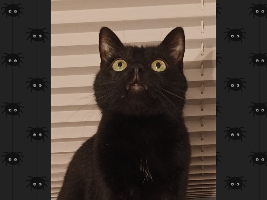 Czarny kotek kocurek