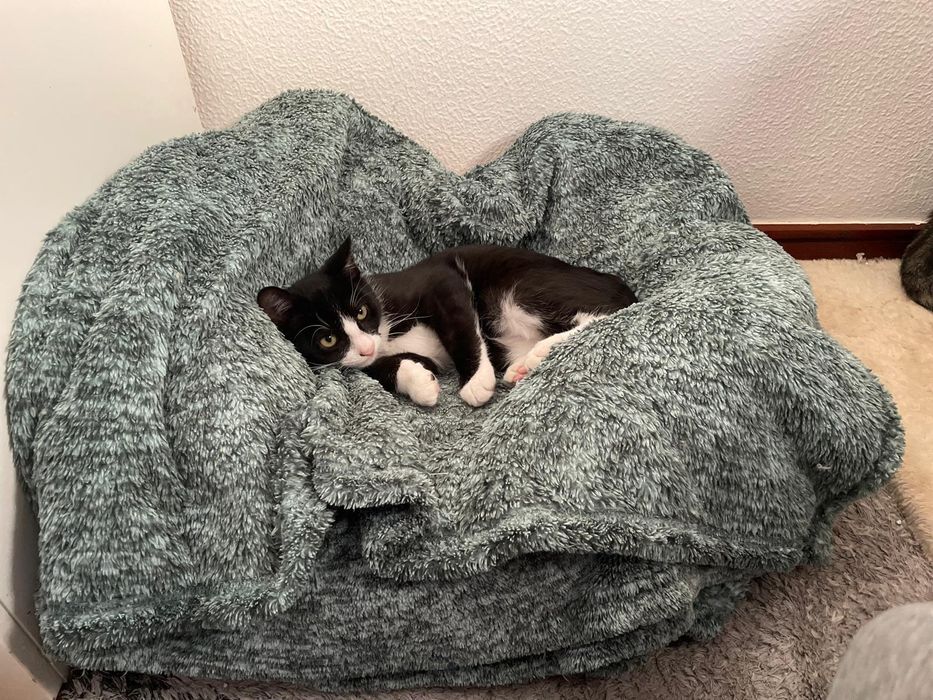 Gatinho para adoção
