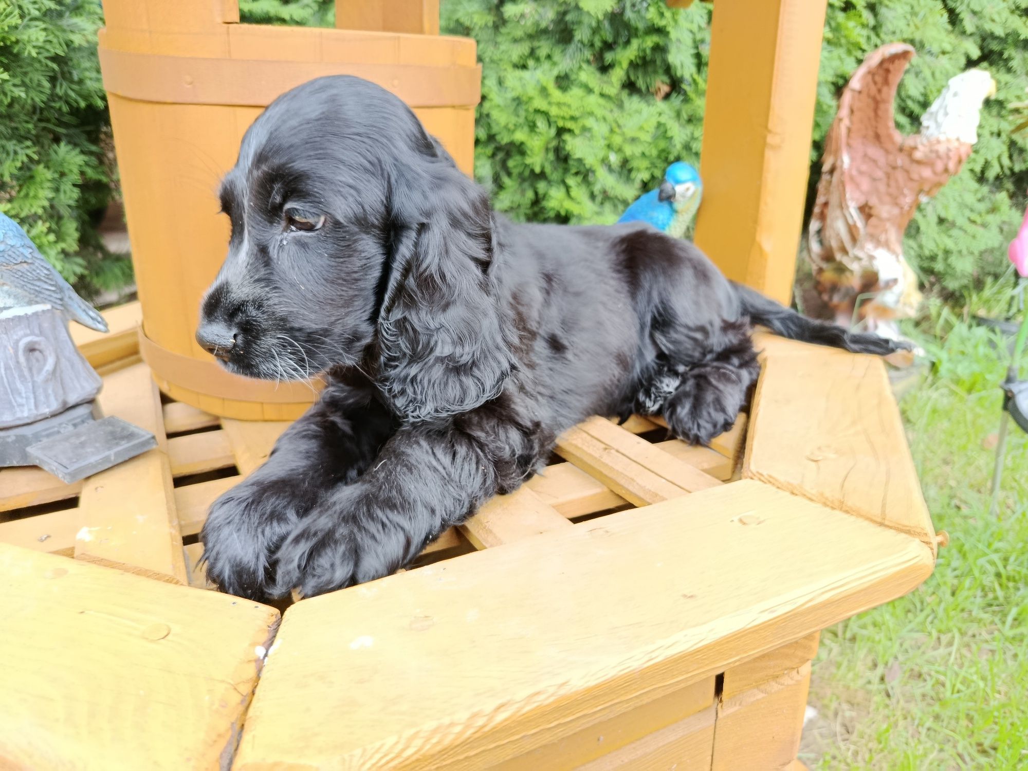 Cocker Spaniel angielski Piesek Rodowód witam posiadam