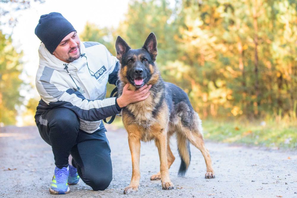 DOKKER - młody w typie owczarek niemiecki