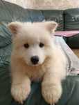 Szczeniak Samoyed