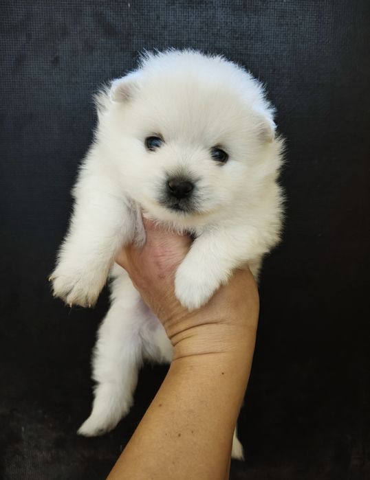 Spitz alemão menina