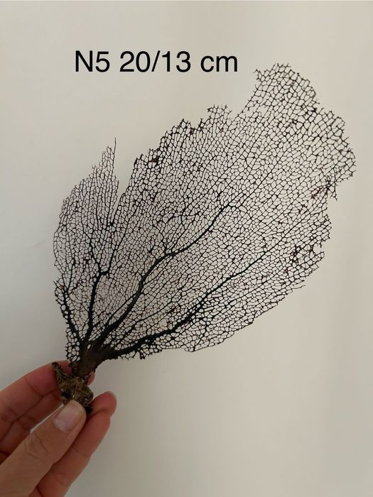 Gorgonia nr5 20/13 cm
