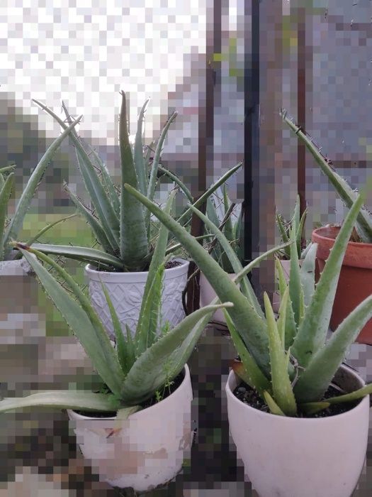 Aloe Vera Planta