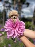 Maltipoo mini suczka mikro