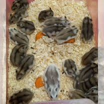 Джунгарский хомяк. Днепр рыбальск игрень