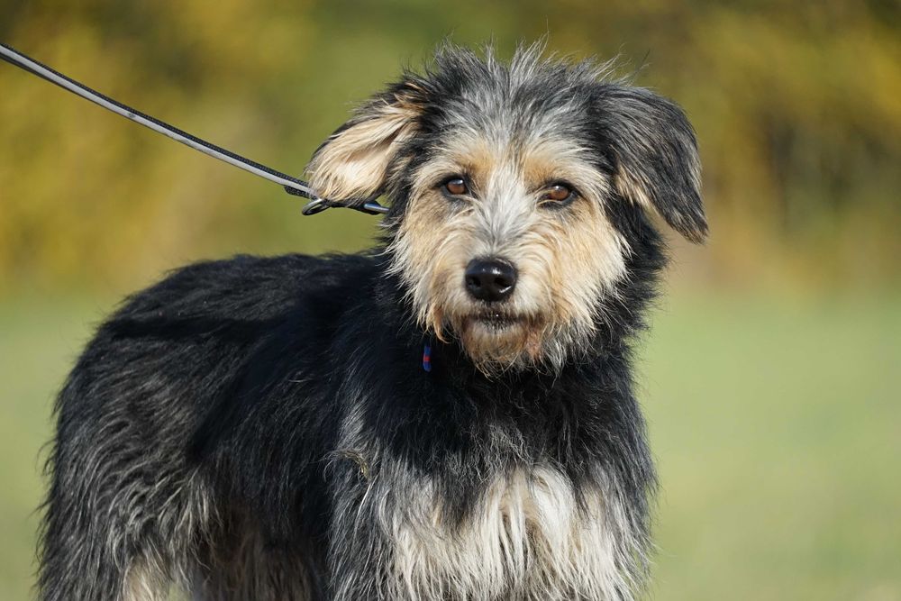 Hektor - przepiękny pies z włosem szuka domu