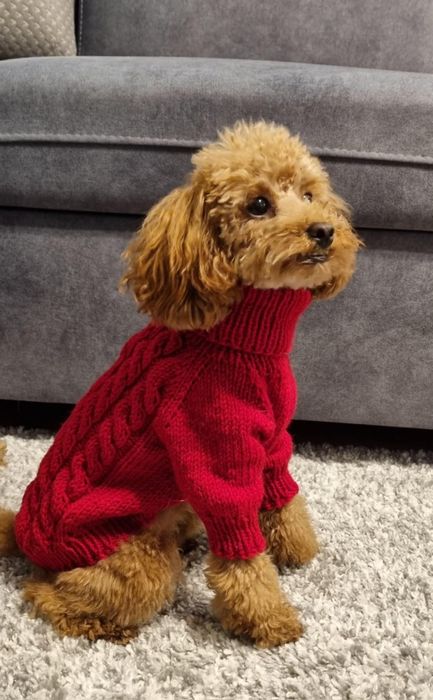 ręcznie robione swetry dla psów