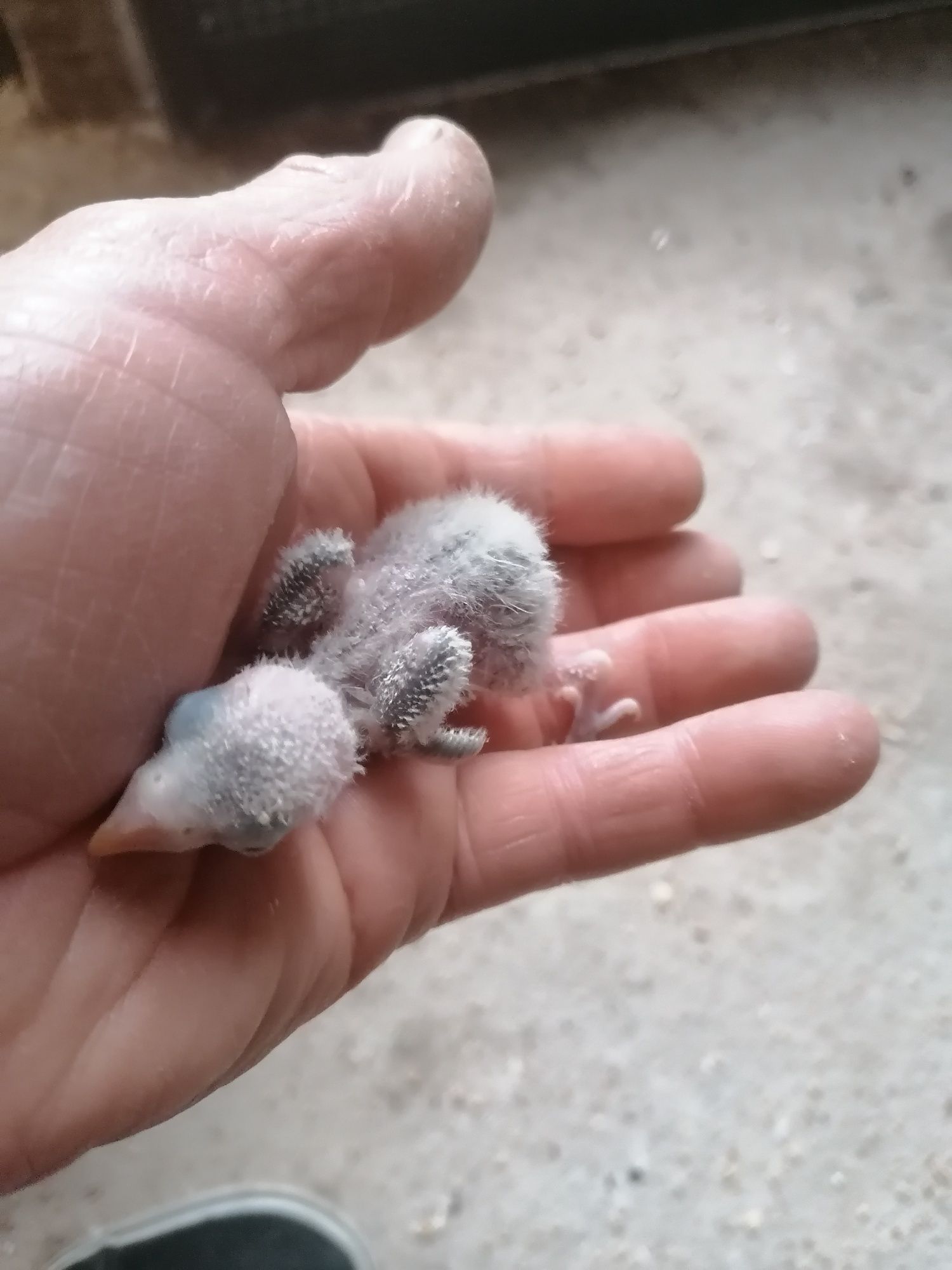 Todo tipo de pássaros para vender.