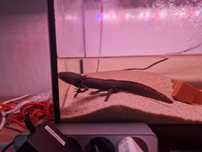 Aquarium kompletne