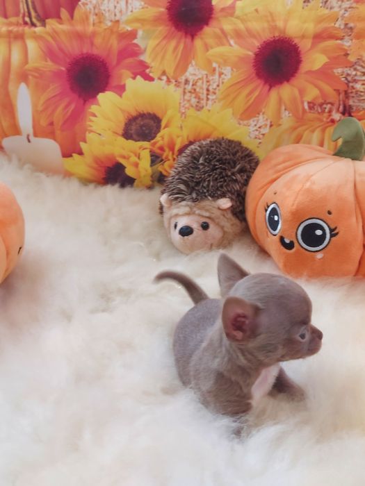 Chihuahua-liliowy mini piesek