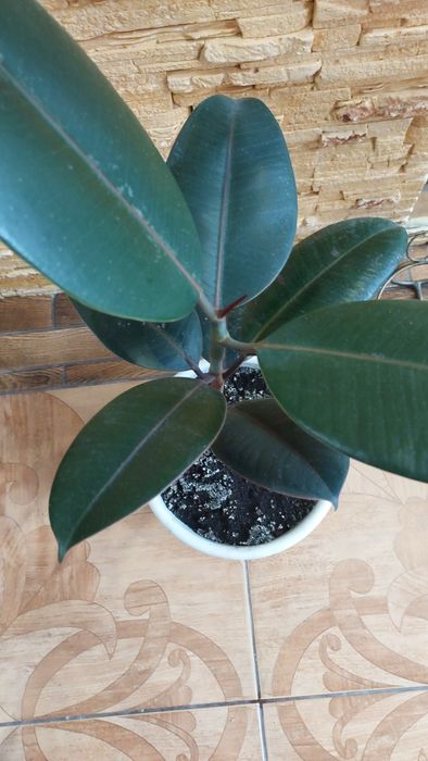 Вазони Фікуси в посадкових горшках