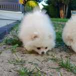 Pomeranian Szpic miniaturowy ZKwP/FCI suczka