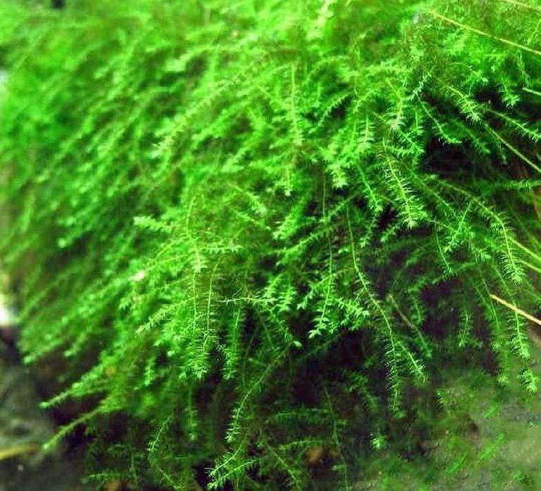 Мох Бабл. Аквариумные растения