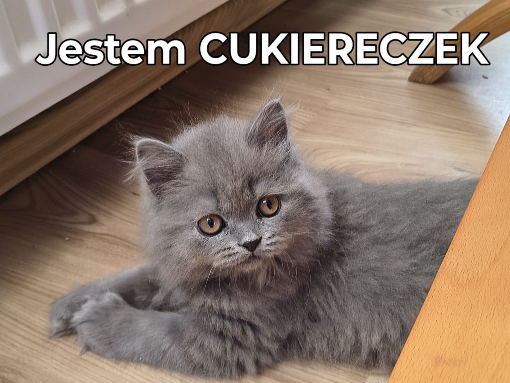 Kotek Brytyjski niebieski długowłosy