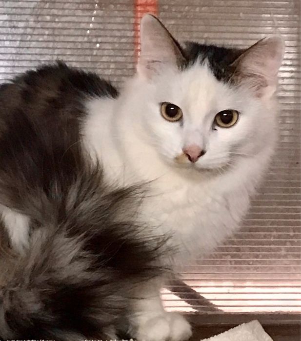 Молоденький котик (10 месяцев) ищет любящую семью