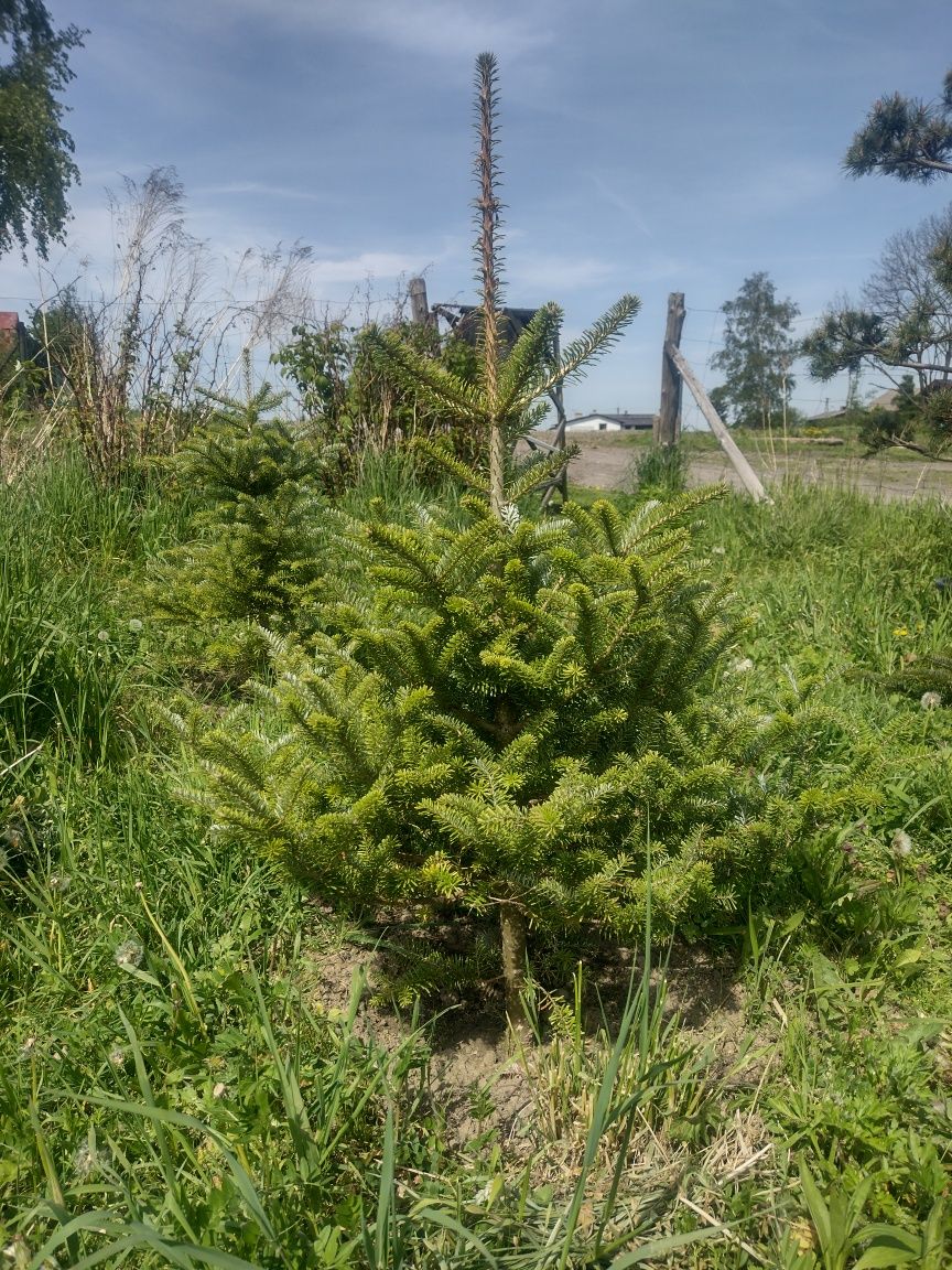 Piękna jodła koreańska do ogrodu - fioletowe szyszki z EKO plantacji