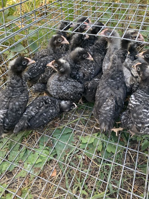 Доминант 40 дней курочка