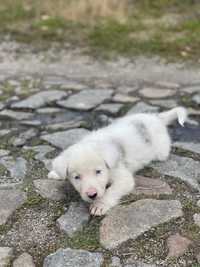 Border Collie blue merle adoção (ler descrição)