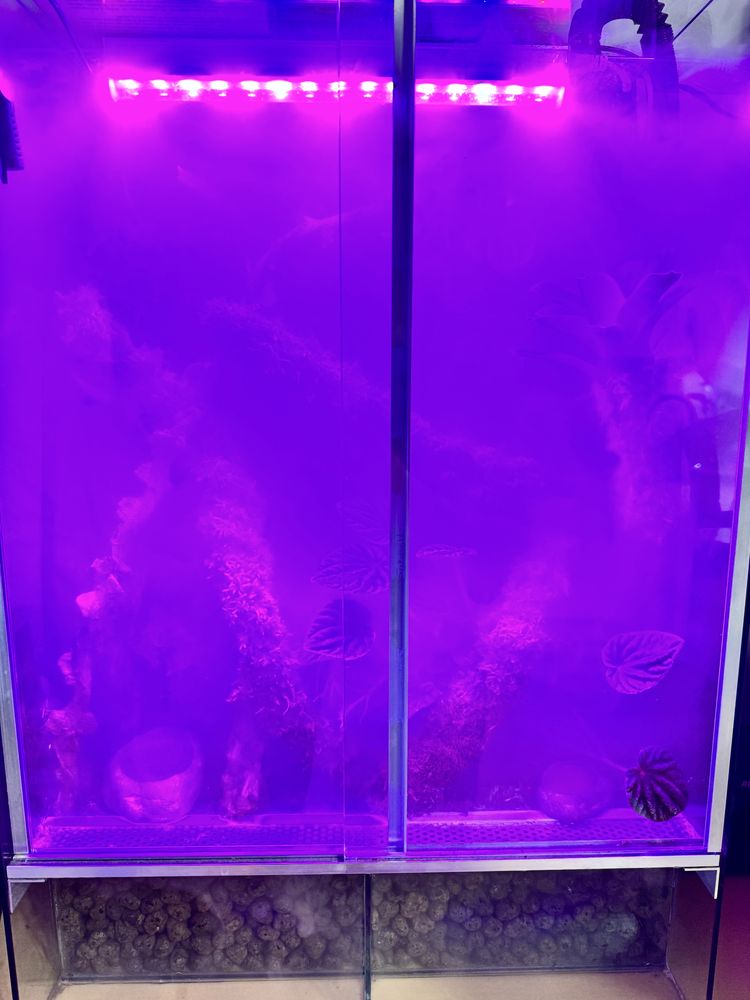 Terrarium tropikalne z gekonem orzęsionym
