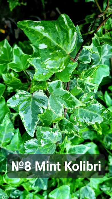 Плющ разный красочный