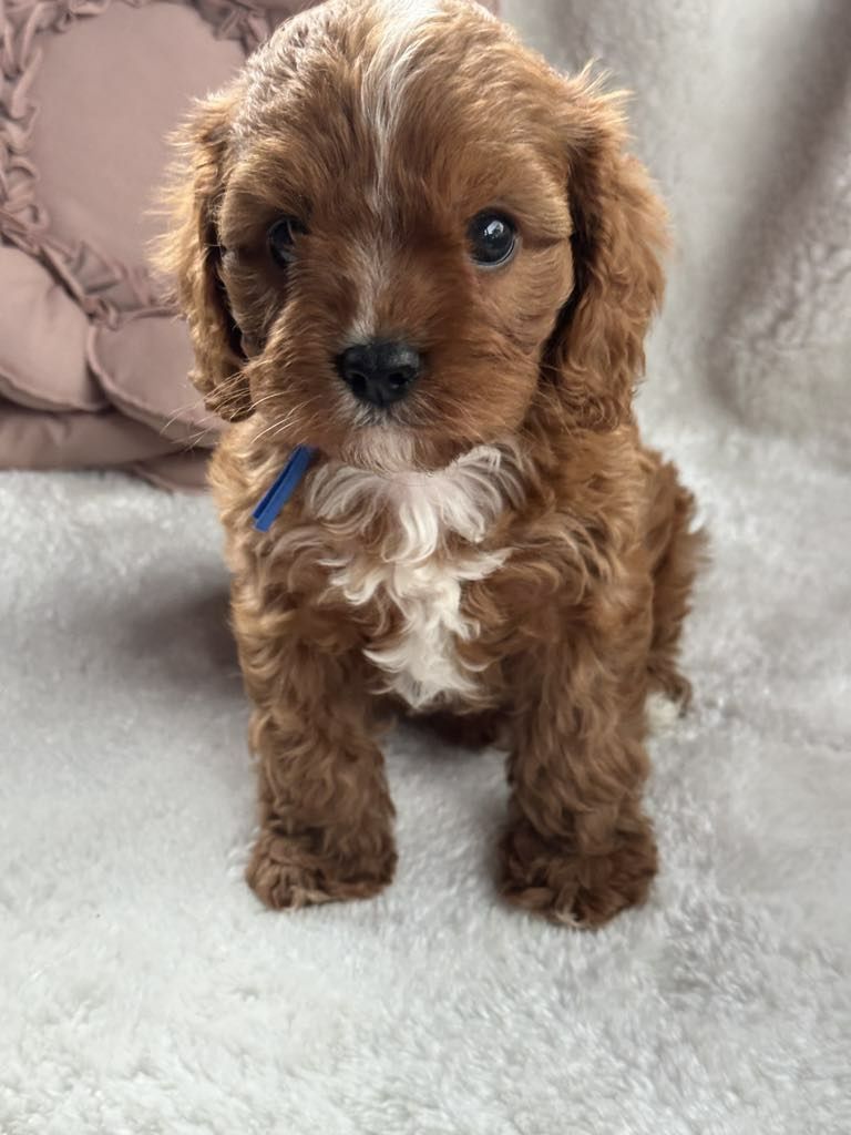 Przepiekny chlopiec Cavapoo