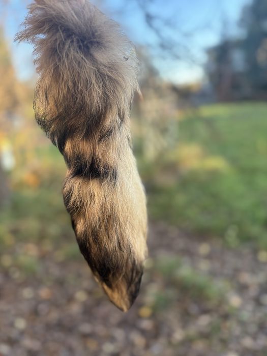 Ogon z lisa , jenot , kita , brelok