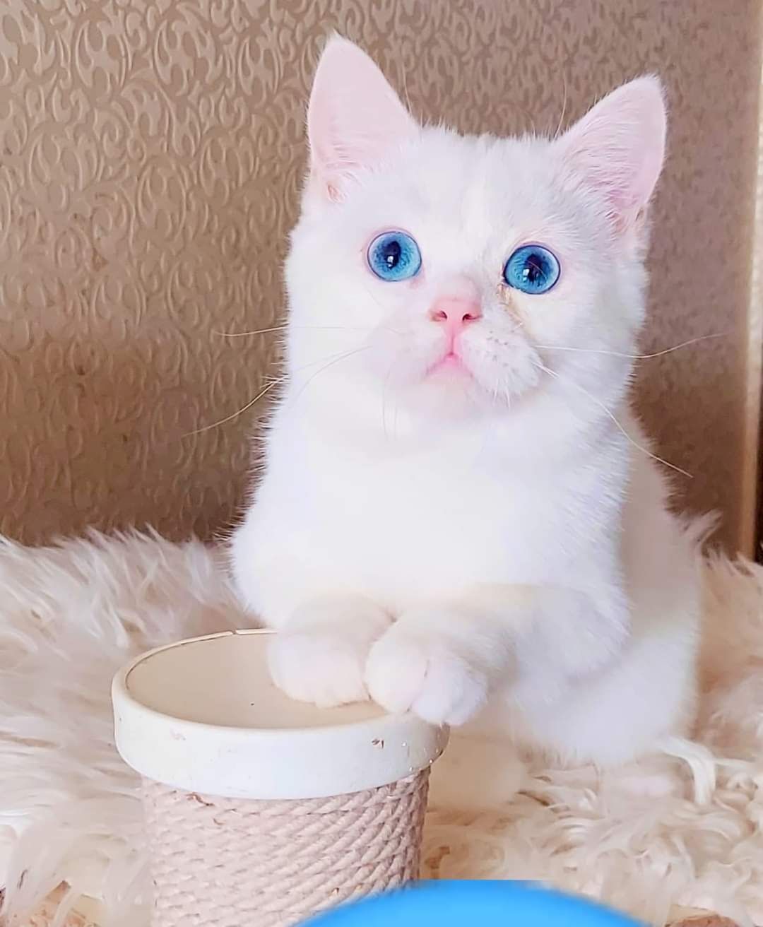 Белый голубоглазый котенок