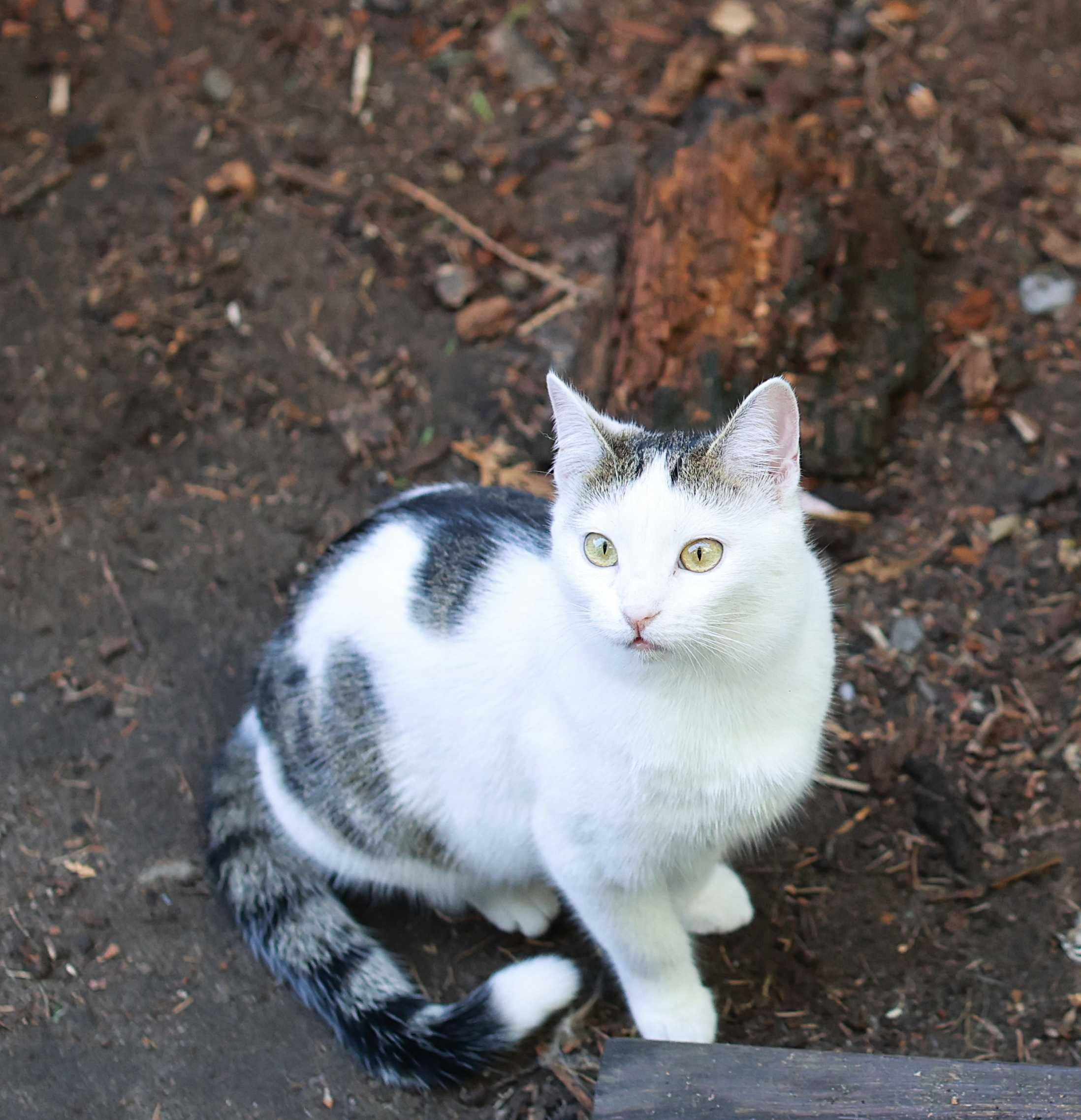 Smarkach i Siksa, felv+  potrzebują wspólnego domu.
