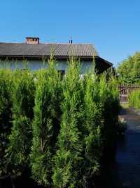 Tuja Smaragd, Thuja Szmaragd 110-130cm- 20 zł