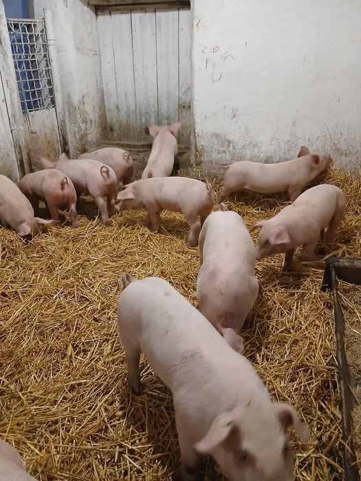 Продам поросят вік 1 місяць