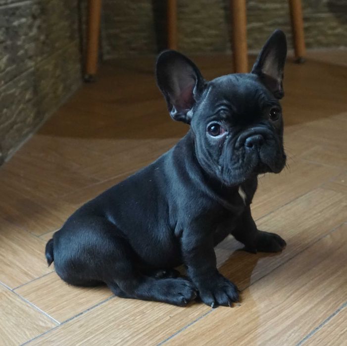 buldog francuski piesek