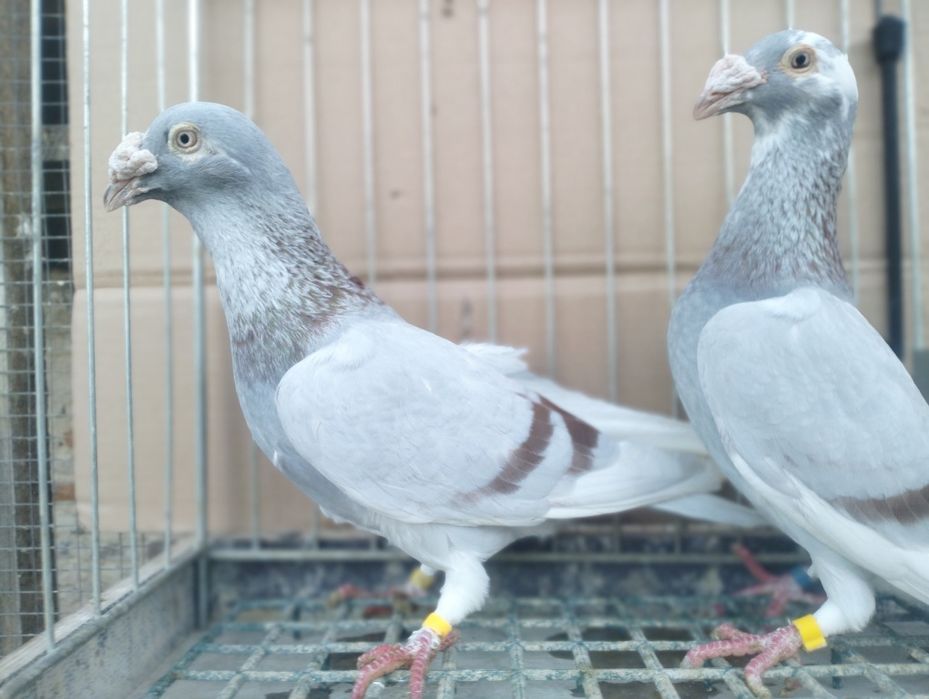 Gołębie Staropolskie