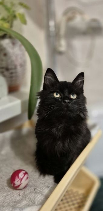 Отдам даром в добрые руки черных котят