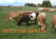 Mieszanka trawMXII koniczyna,tymotka,życica kostrzewa nasiona paszowe