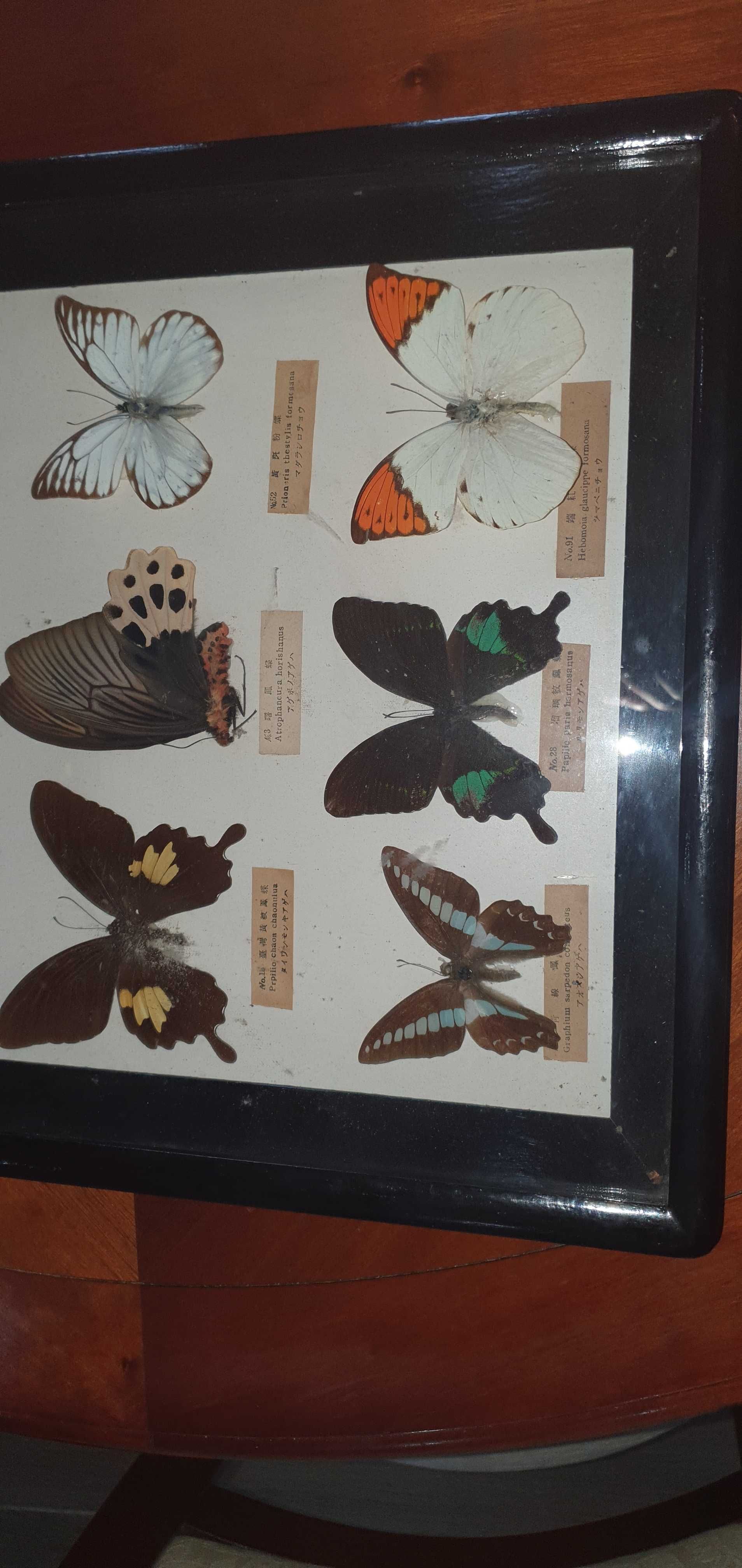 zbior egzotycznych motyli
