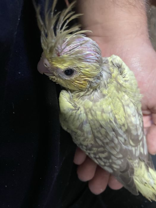 Caturras bebes e criadas à mao e adultas de varias cores