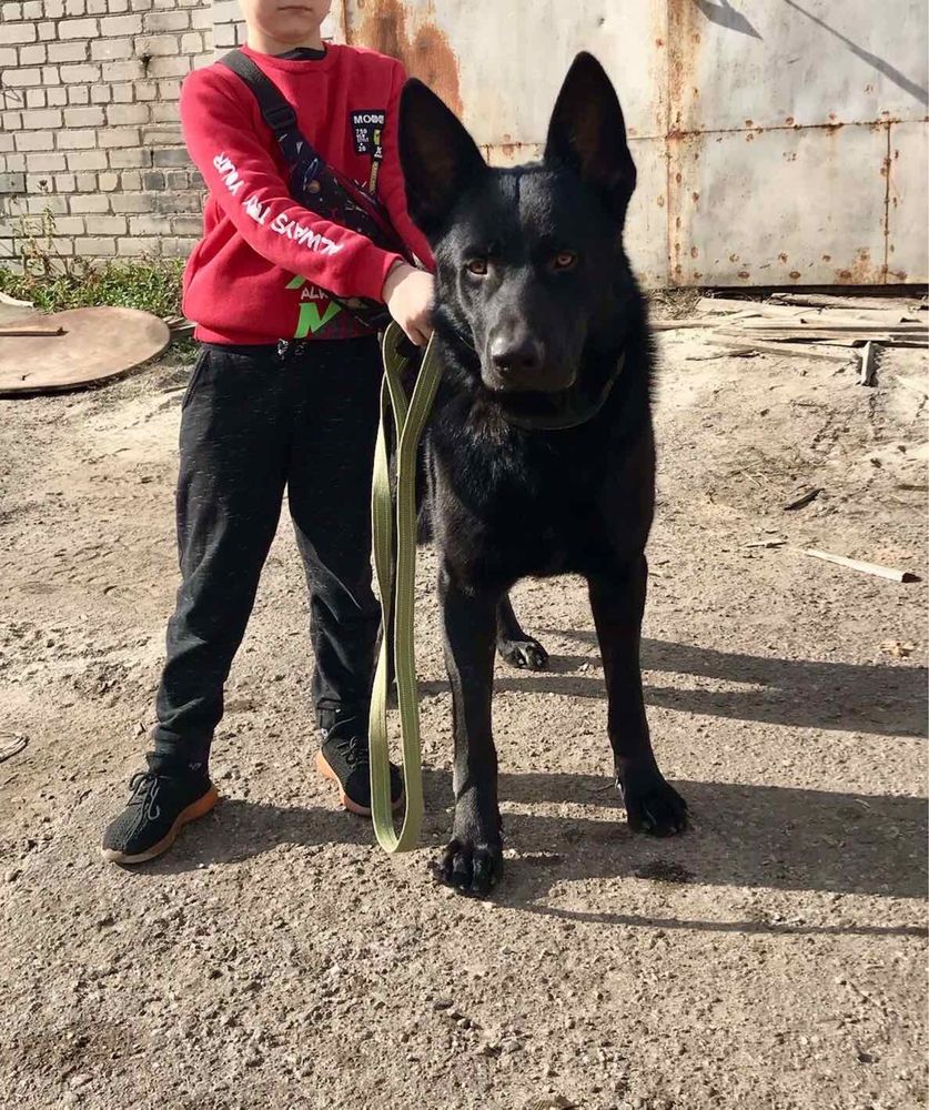 Щенята німецької вівчарки