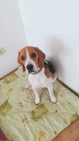 Hegan beagle szuka nowego doświadczonego domu