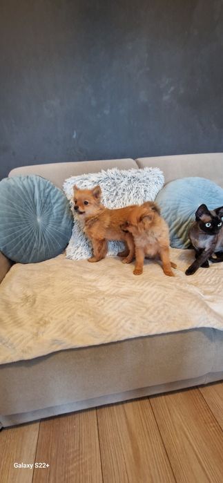Szpic pomeranian sunia