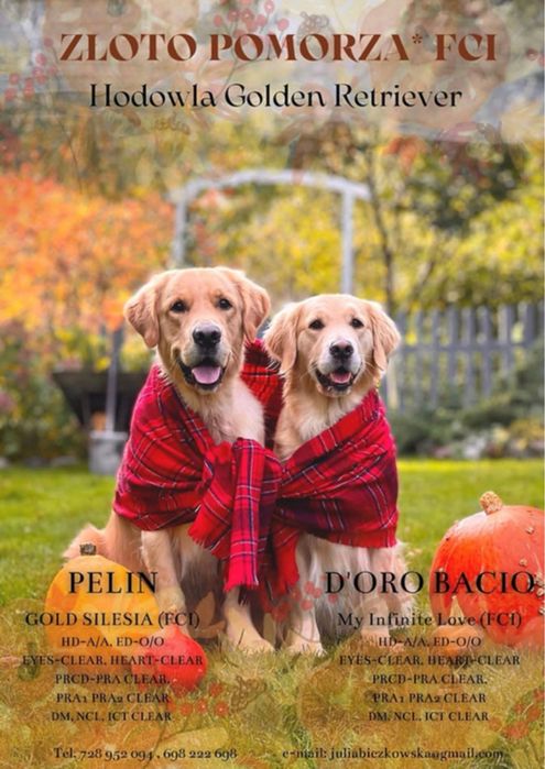 Golden Retriever ZKwP FCI