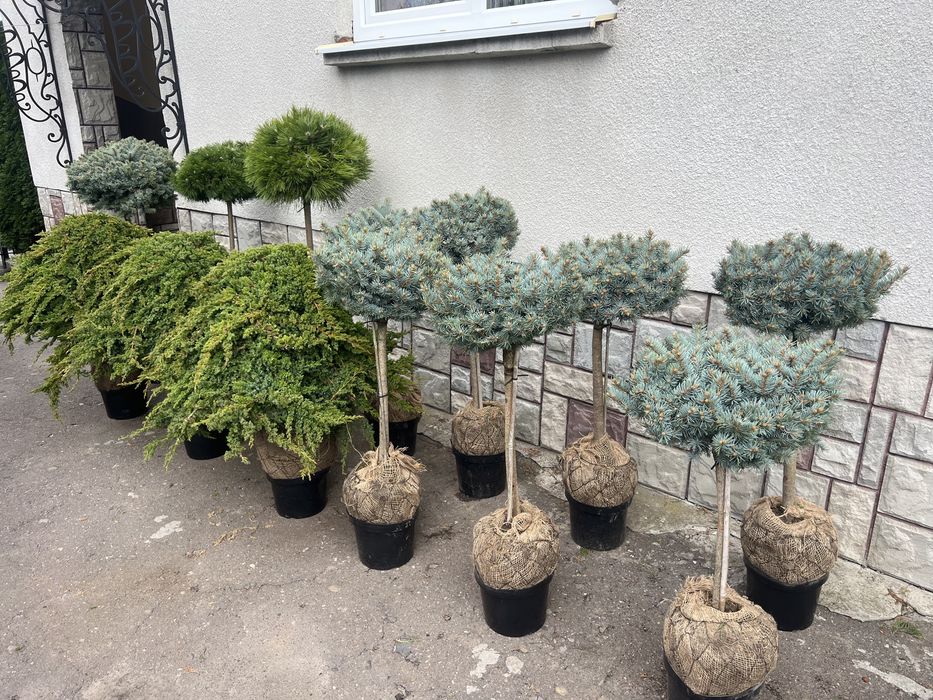 Туї, хвойні, штамбові рослини, кипариси