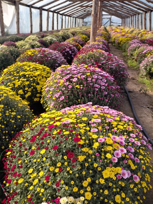 Chryzantemy drobnokwiatowe