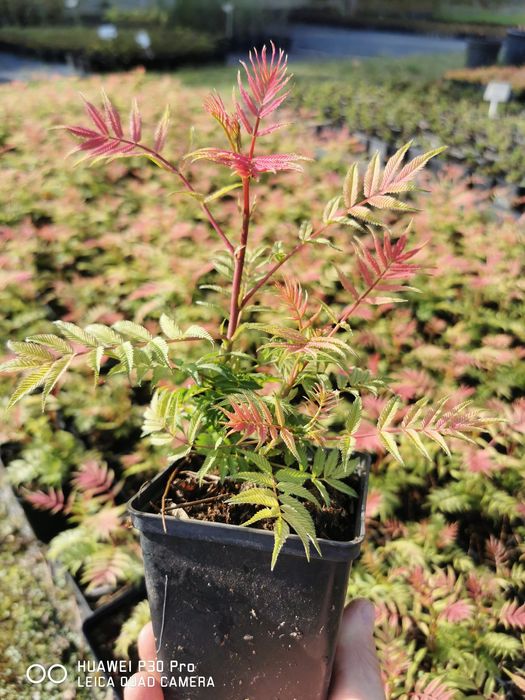 Tawlina Jarzębolistna Sorbaria