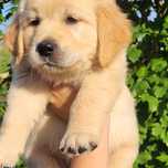 Golden retriever sunia złote od zaraz z rodowodem