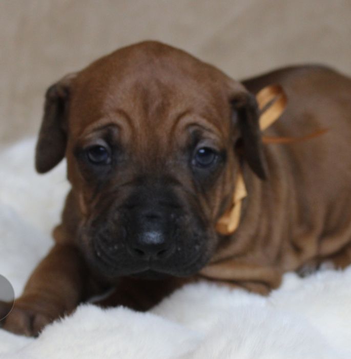 Rhodesian Ridgeback-urocza suczka
