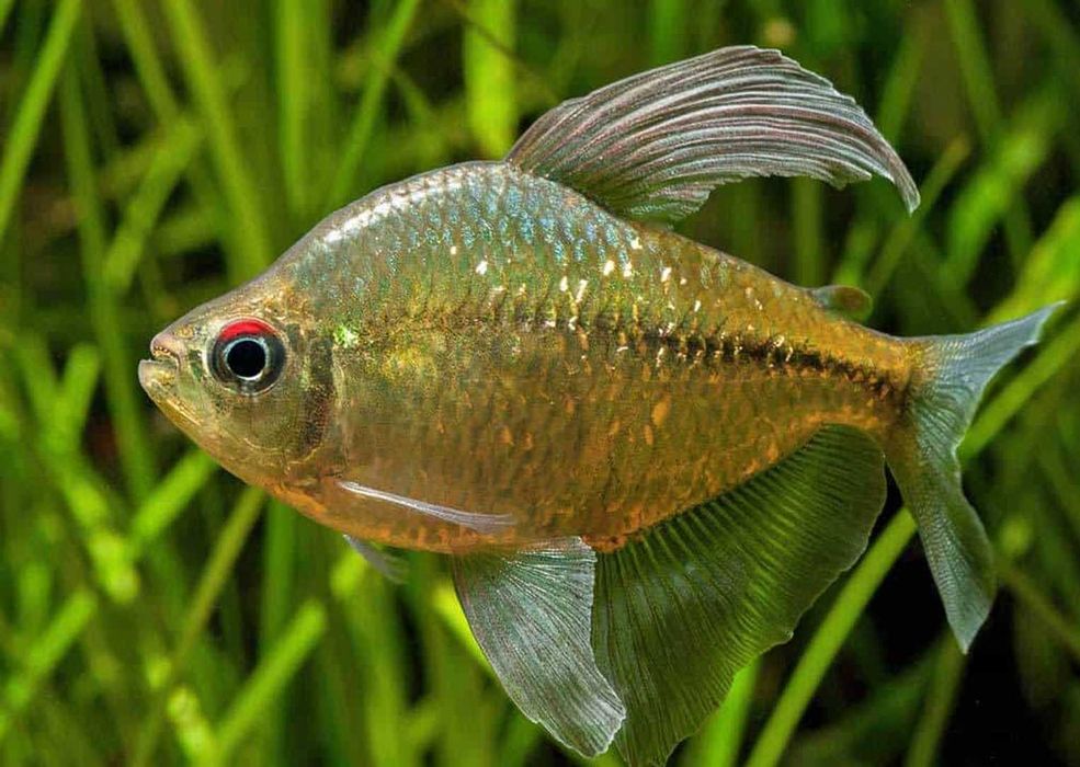 Błyszczyk brylantowy - Moenkhausia pittieri - dowóz, wysyłka